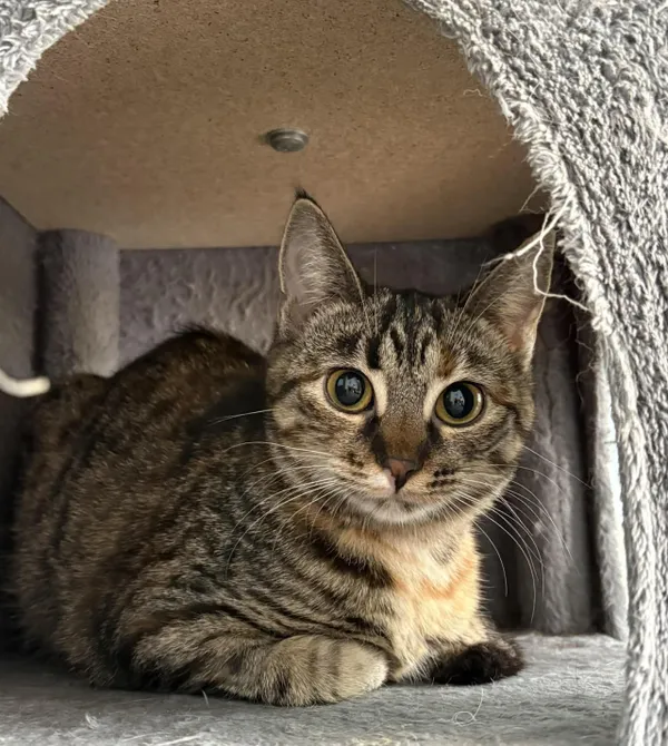 Kot do adopcji, Konin, 4 listopada 2025