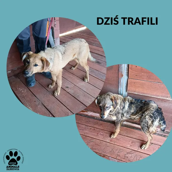 Znaleziono psa, Dąbrówka, 21 marca 2026