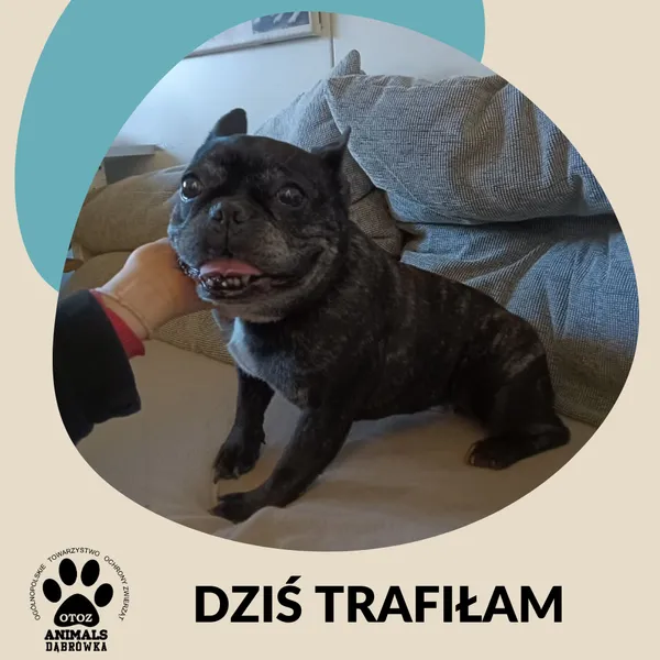 Znaleziono psa, Dąbrówka, 20 marca 2026