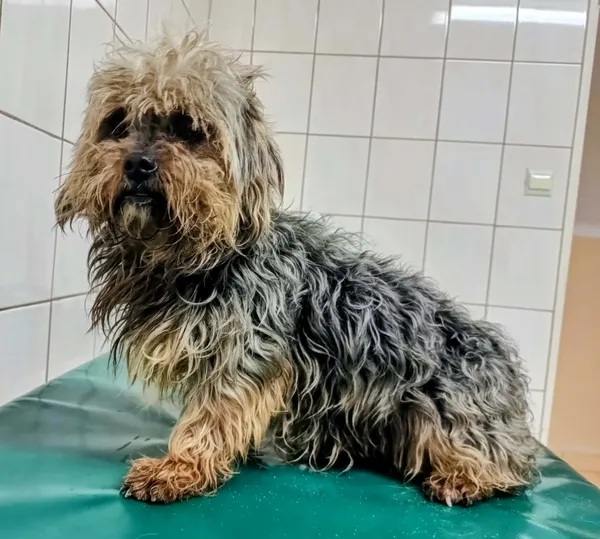 Znaleziono psa, Pieckowo, 20 marca 2026 (1/2)