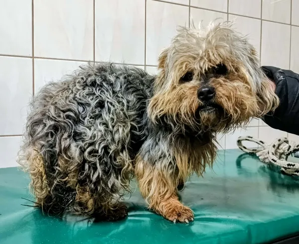 Znaleziono psa, Pieckowo, 20 marca 2026 (2/2)