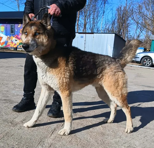 Znaleziono psa, Pieckowo, 20 marca 2026 (2/2)