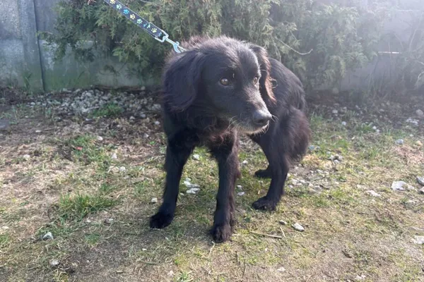 Znaleziono psa, Henrykowo, 16 marca 2026