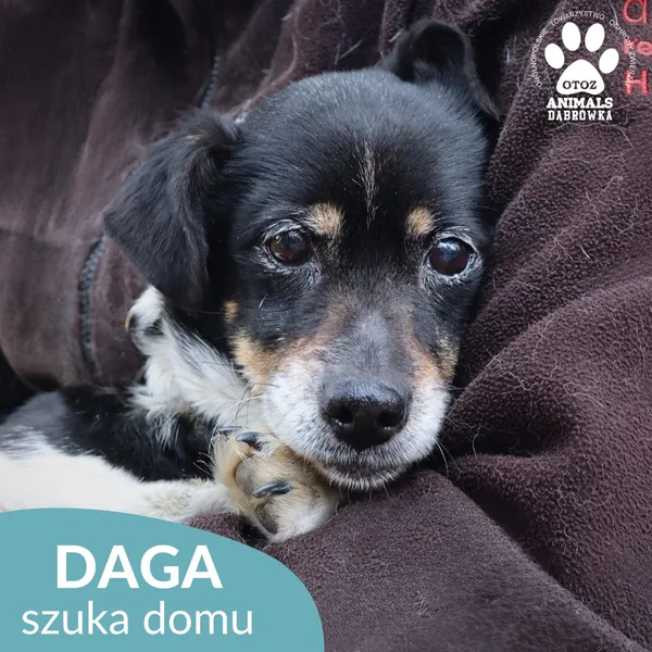 Znaleziono psa, Dąbrówka, 1 kwietnia 2026 (1/4)