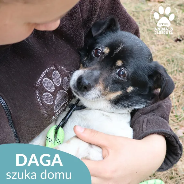 Znaleziono psa, Dąbrówka, 1 kwietnia 2026 (2/4)