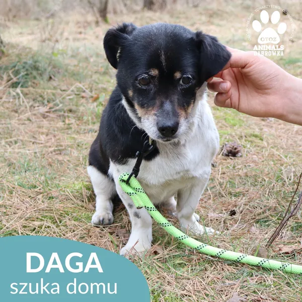 Znaleziono psa, Dąbrówka, 1 kwietnia 2026 (3/4)