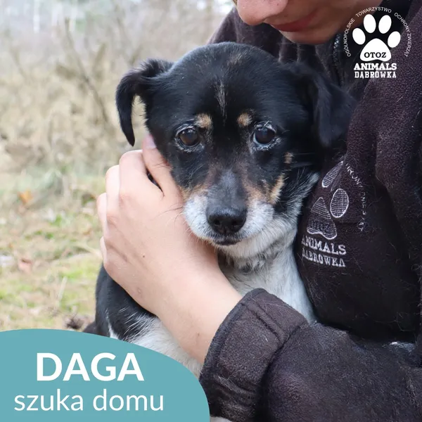 Znaleziono psa, Dąbrówka, 1 kwietnia 2026 (4/4)