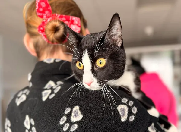 Znaleziono kota, Bydgoszcz, 17 marca 2026