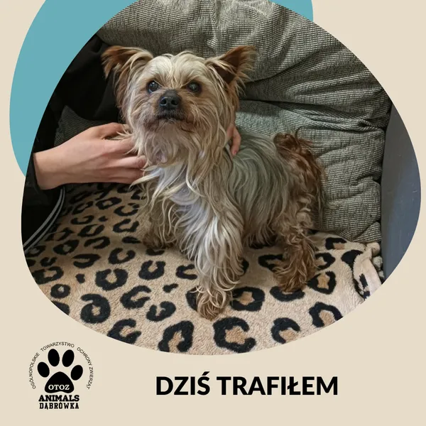 Znaleziono psa, Dąbrówka, 17 marca 2026