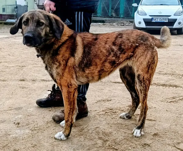 Znaleziono psa, Pieckowo, 16 marca 2026 (1/2)