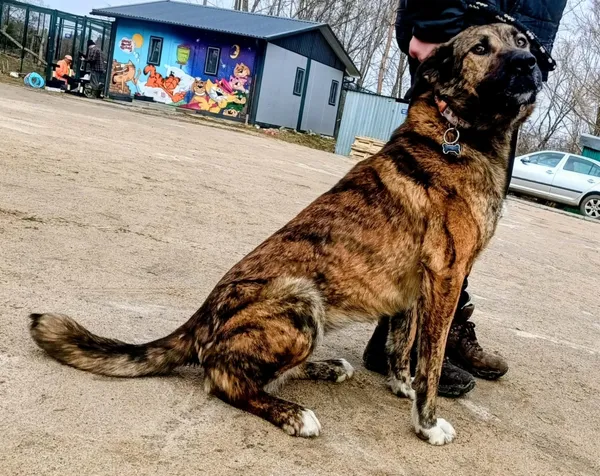 Znaleziono psa, Pieckowo, 16 marca 2026 (2/2)