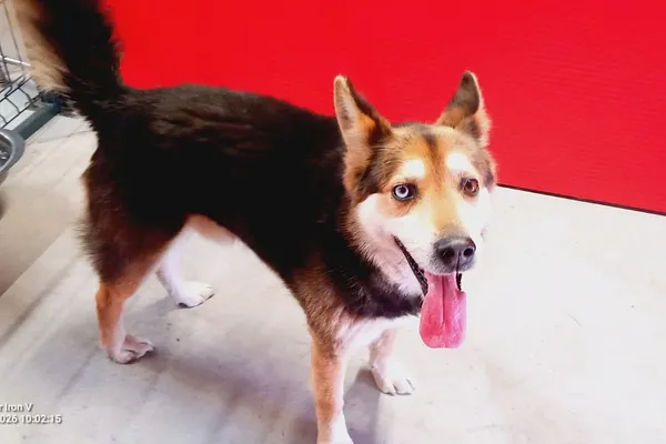 Znaleziono psa, Wałbrzych, 14 marca 2026