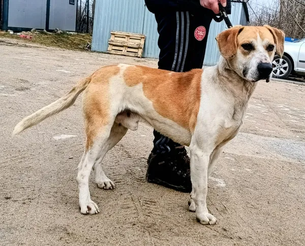 Znaleziono psa, Pieckowo, 16 marca 2026 (2/2)