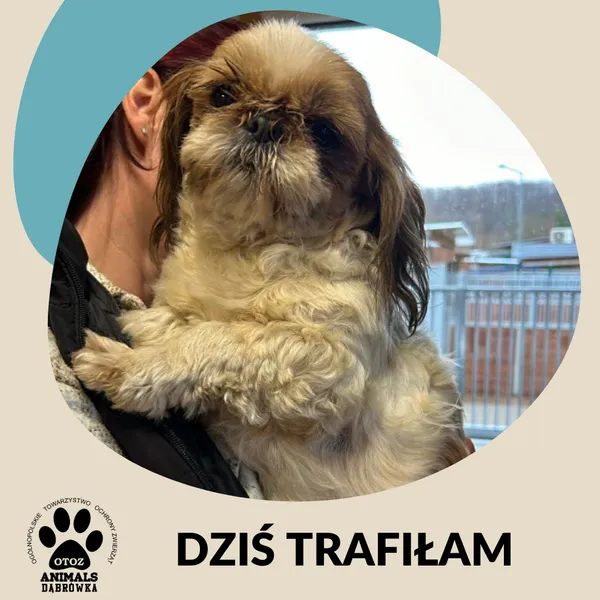 Znaleziono psa, Dąbrówka, 15 marca 2026