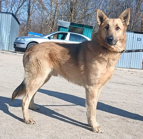 Znaleziono psa, Pieckowo, 13 marca 2026 (1/2)