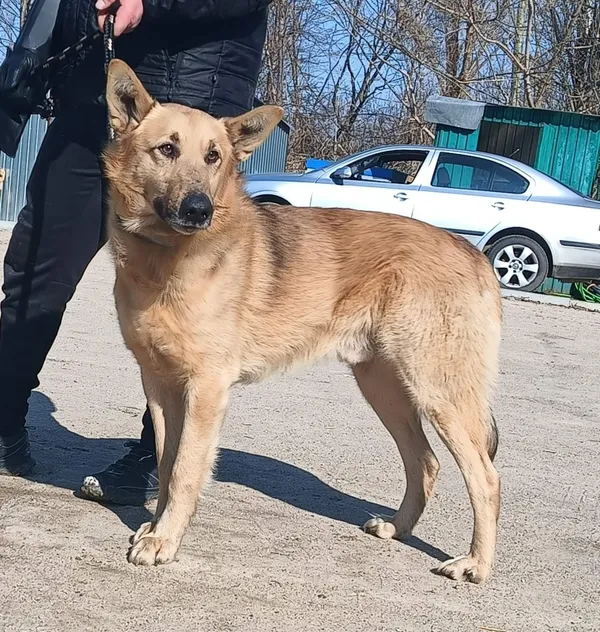 Znaleziono psa, Pieckowo, 13 marca 2026 (2/2)