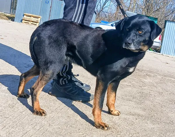 Znaleziono psa, Pieckowo, 13 marca 2026 (1/3)