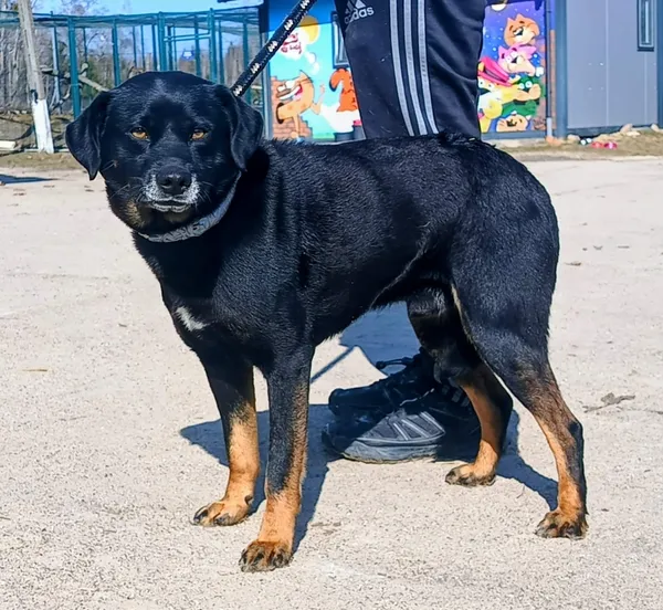 Znaleziono psa, Pieckowo, 13 marca 2026 (3/3)