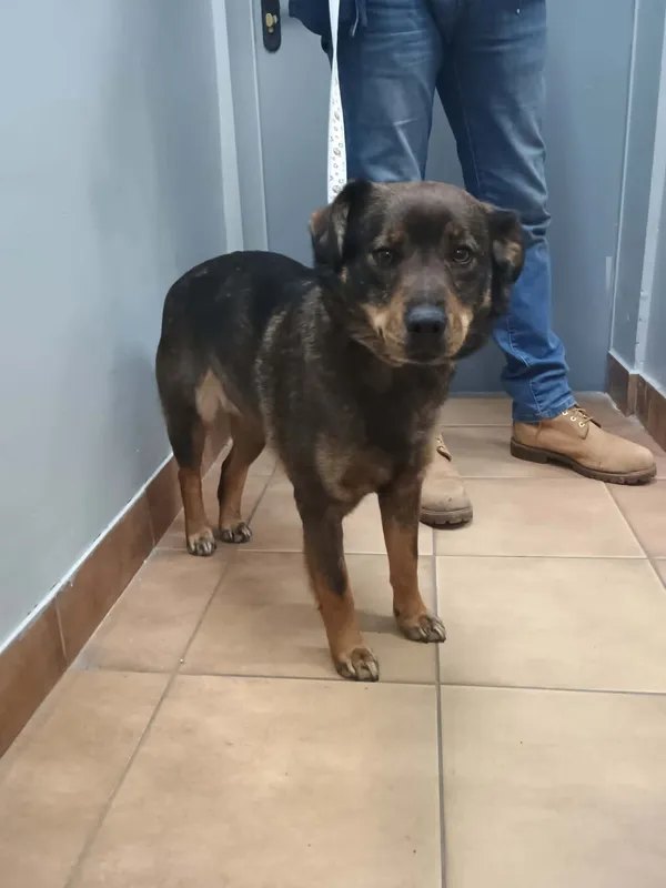 Znaleziono psa, Sosnowiec, 13 marca 2026