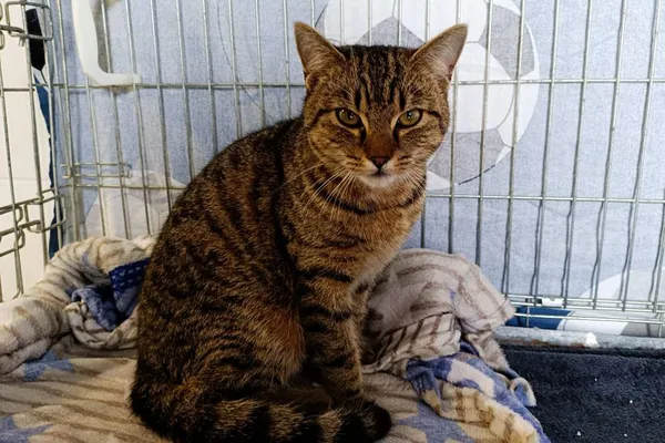 Znaleziono kota, Wałbrzych, 15 marca 2026