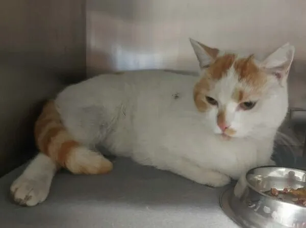 Znaleziono kota, Bydgoszcz, 17 marca 2026