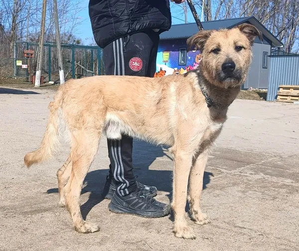 Znaleziono psa, Pieckowo, 13 marca 2026 (1/2)