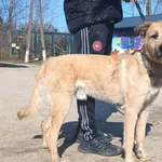 Znaleziono psa