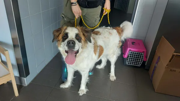 Znaleziono psa, Bydgoszcz, 6 marca 2026