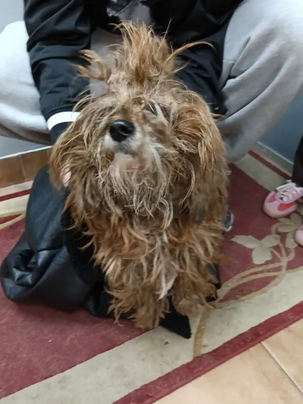 Znaleziono psa, Sosnowiec, 11 marca 2026 (1/2)