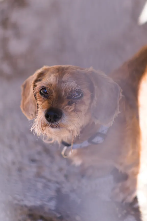 Znaleziono psa, Sosnowiec, 11 marca 2026 (2/2)