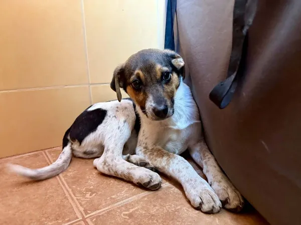 Znaleziono psa, Chojnice, 13 marca 2026