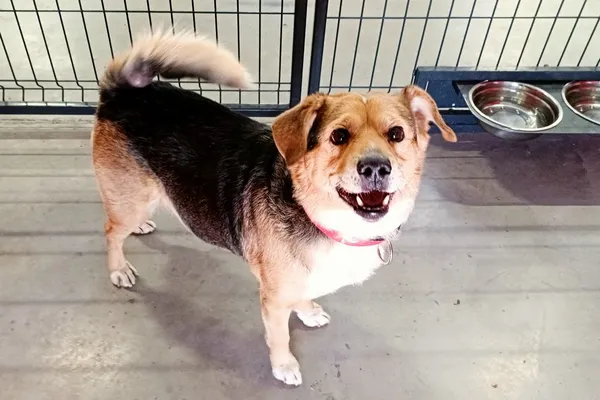 Znaleziono psa, Wałbrzych, 10 marca 2026