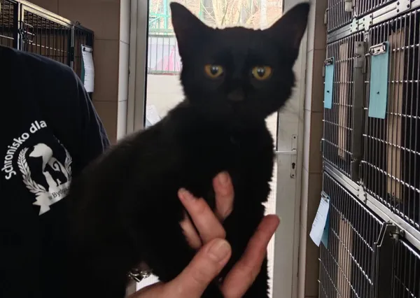 Znaleziono kota, Bydgoszcz, 11 marca 2026