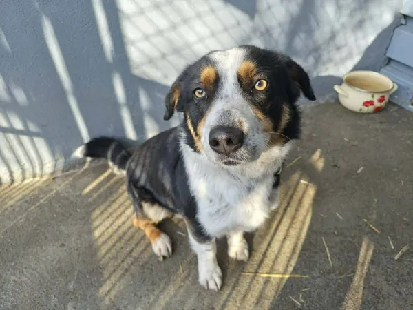 Znaleziono psa, Chojnice, 13 marca 2026 (2/2)