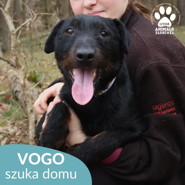 Znaleziono psa, Dąbrówka, 31 marca 2026 (1/4)