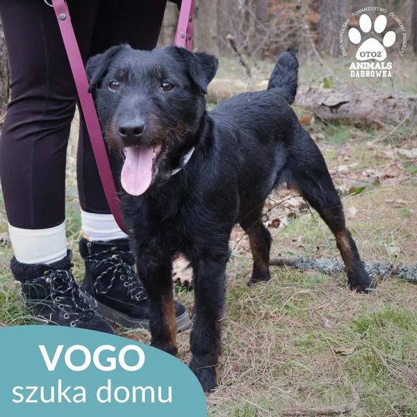 Znaleziono psa, Dąbrówka, 31 marca 2026 (2/4)
