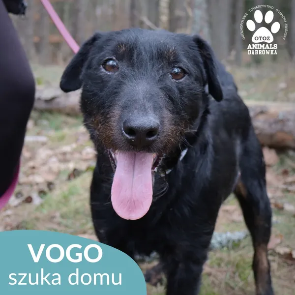 Znaleziono psa, Dąbrówka, 31 marca 2026 (3/4)