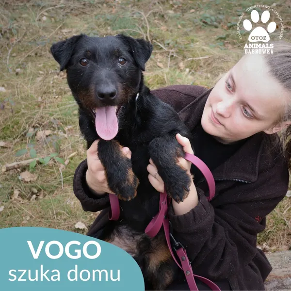 Znaleziono psa, Dąbrówka, 31 marca 2026 (4/4)