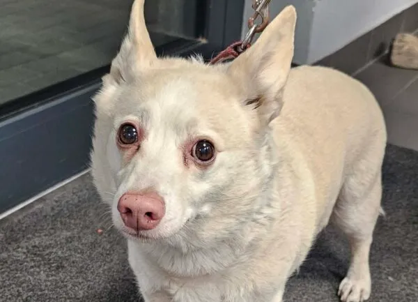 Znaleziono psa, Bydgoszcz, 9 marca 2026