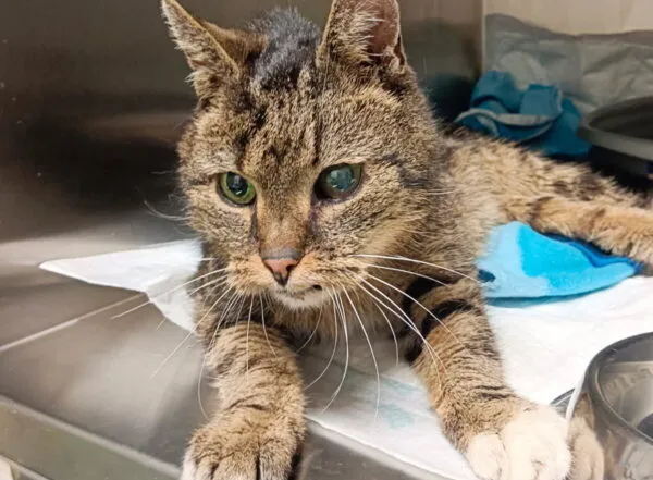 Znaleziono kota, Bydgoszcz, 11 marca 2026