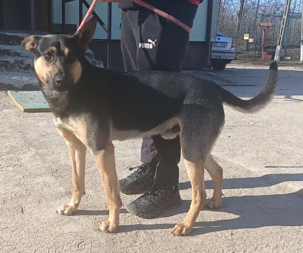 Znaleziono psa, Pieckowo, 11 marca 2026 (1/2)