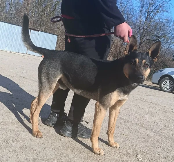 Znaleziono psa, Pieckowo, 11 marca 2026 (2/2)