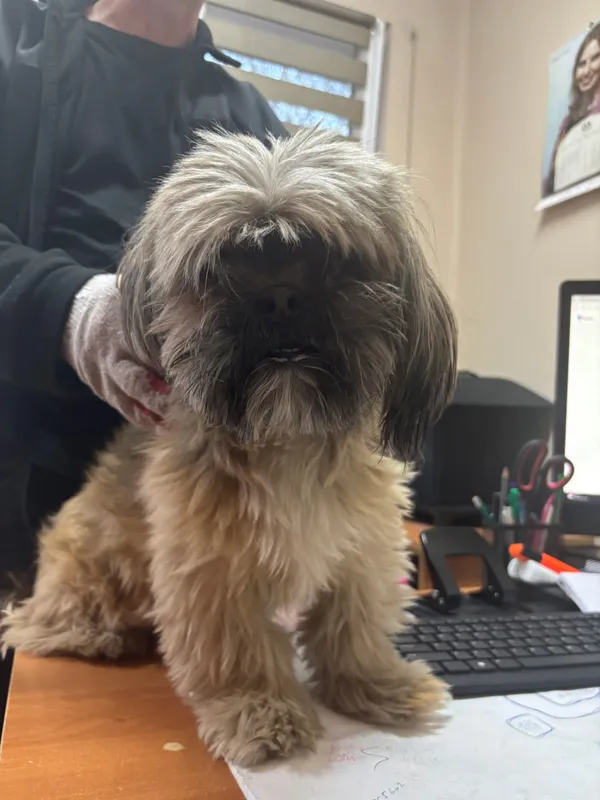 Znaleziono psa, Sosnowiec, 10 marca 2026