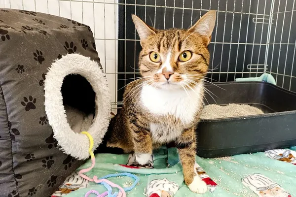 Znaleziono kota, Wałbrzych, 7 marca 2026