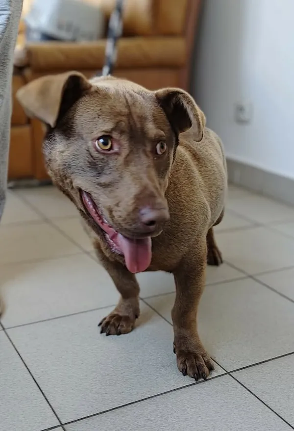 Znaleziono psa, Lublin, 21 marca 2026