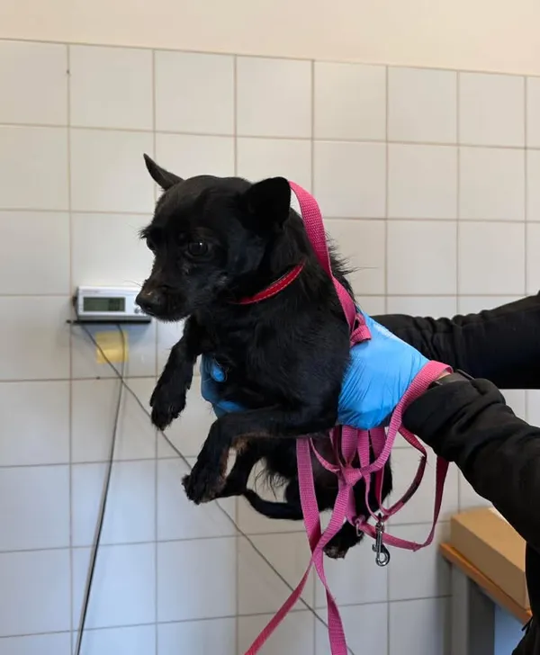 Znaleziono psa, Lublin, 22 marca 2026