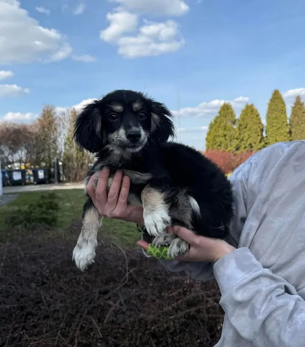 Znaleziono psa, Lublin, 23 marca 2026