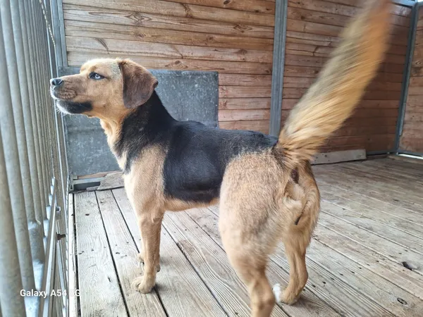 Pies do adopcji, Orzechowce, 23 marca 2026 (3/5)