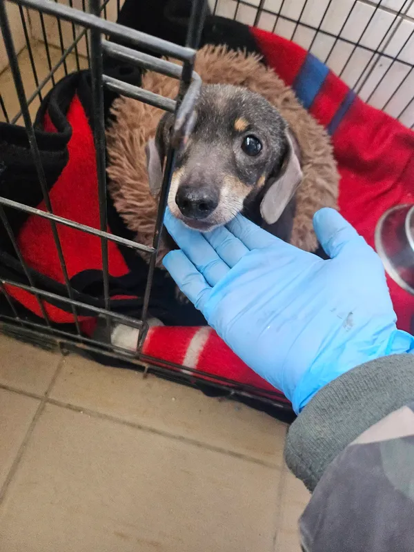 Pies do adopcji, Orzechowce, 21 marca 2026 (2/3)