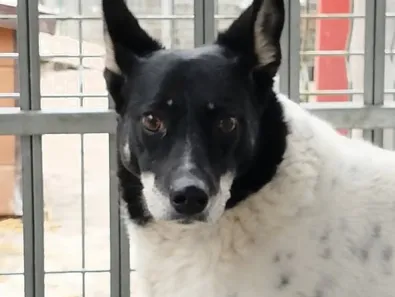 Pies do adopcji, Oborniki, 13 stycznia 2026 (1/2)